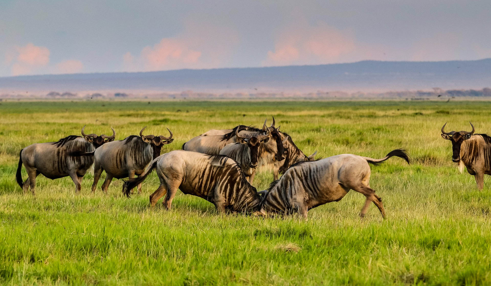 Nairobi to Amboseli National Park 